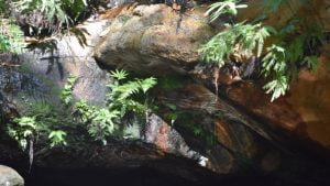 Overhanging rock with sunlight reflected off ripples in the water to the underside of the rocks, at the Fern Tree Pool in Cania Gorge