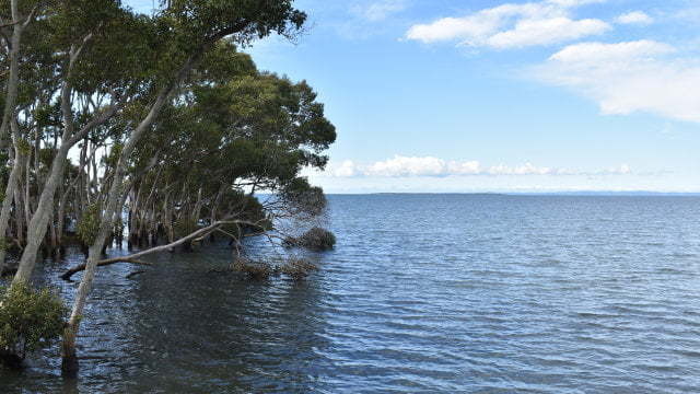 Viewing into Moreton Bay from the Wynnum Mangrove Boardwalk