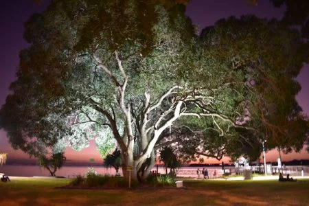 Large tree on the grass area at Bongaree Jetty on Bribie Island