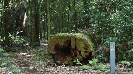 The end of a large decaying log at the start of a walking trail, at the Tooloom National Park Picnic Area