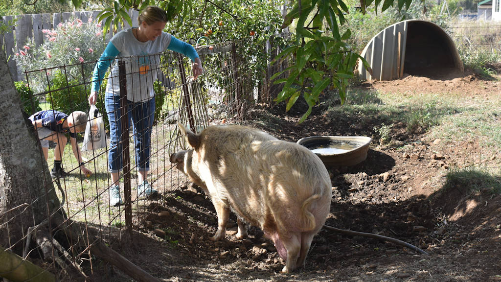 Vintners Secret Winery farm pig