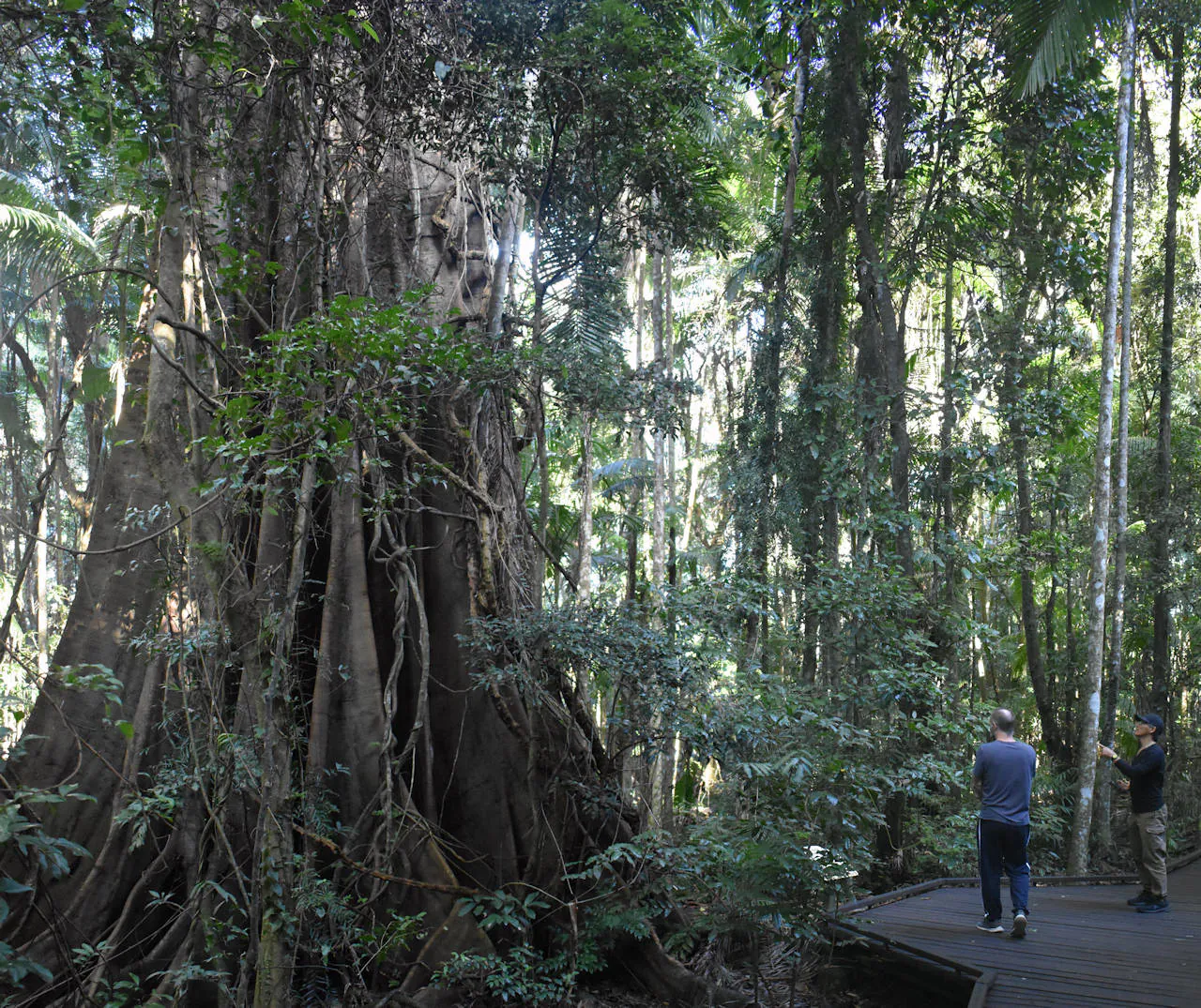 Base of a strangler fig in the Victoria Park Nature Reserve, two men on the side show the perspective size of the width of the fig tree's trunk