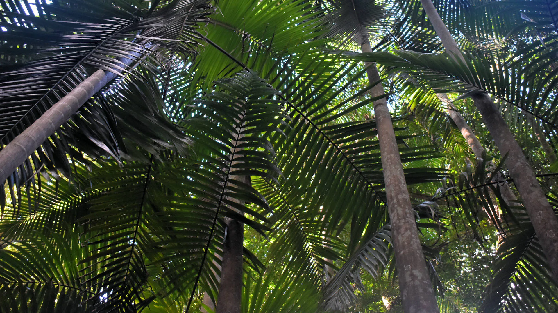 Bangalow Palms on the walking trail of Victoria Park Nature Reserve