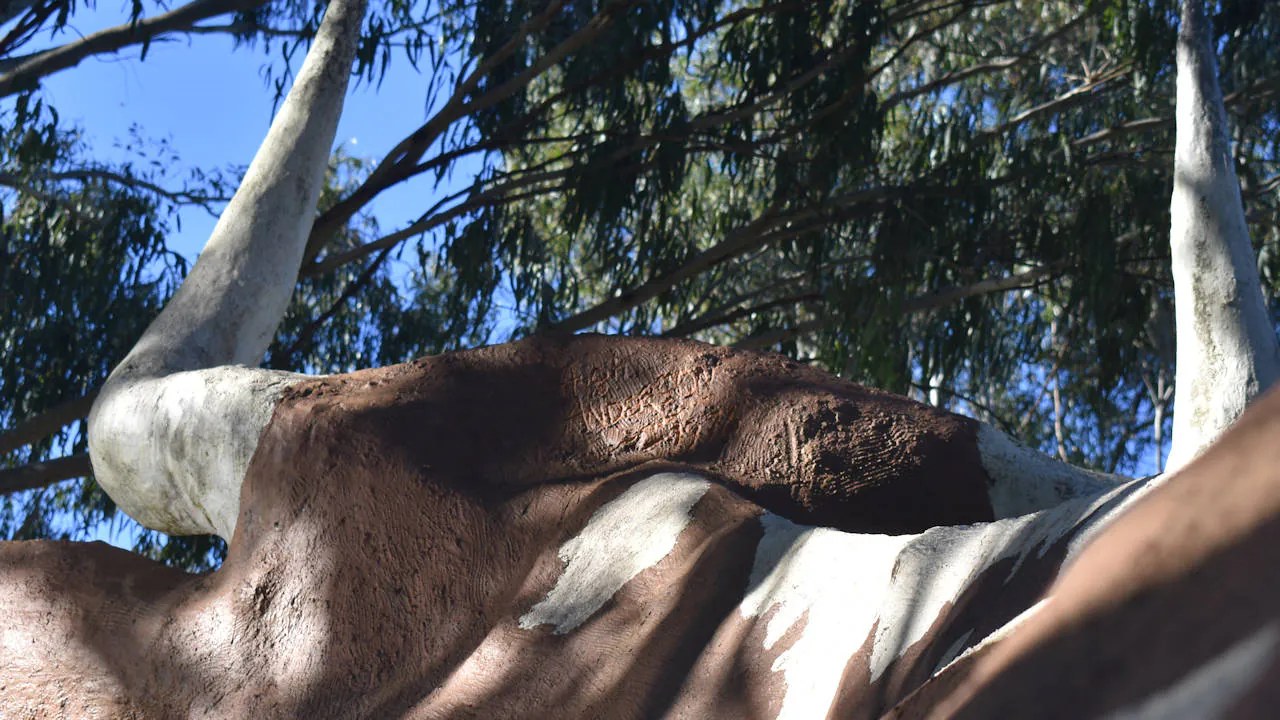 Hugh Anderson signature on The Big Cow